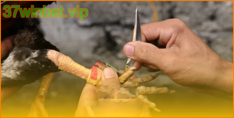 เดิมพันชนไก่ออนไลน์ 37winbet