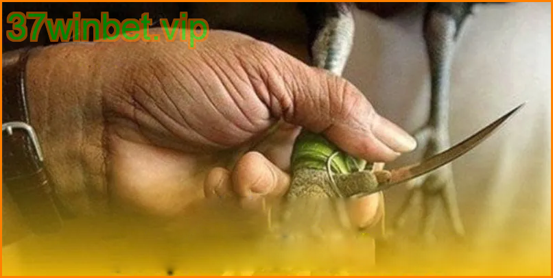 คู่มือการเดิมพันชนไก่ 37winbet