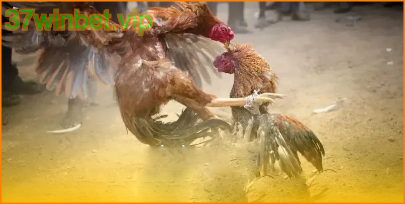 อินเทอร์เฟซ 37winbet ใช้งานง่าย